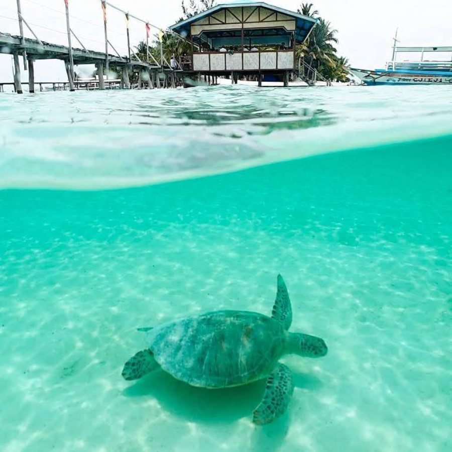 Sea turtle swimming in crystal clear turquoise water near tropical beach